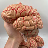 Anatomical brain model
