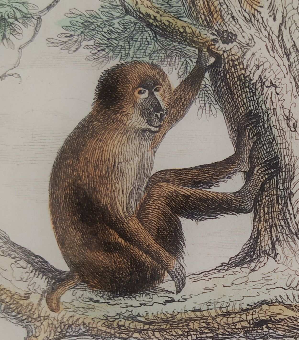 Original zoological board "Magot - Grand Papion - Ouanderou" Buffon 1840