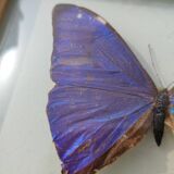 Curved frame of morpho butterfly from Brazil