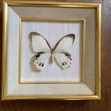 Naturalized butterfly frame, Papilionaceous argeus Borneo.