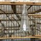 Cage à oiseaux bois ancienne