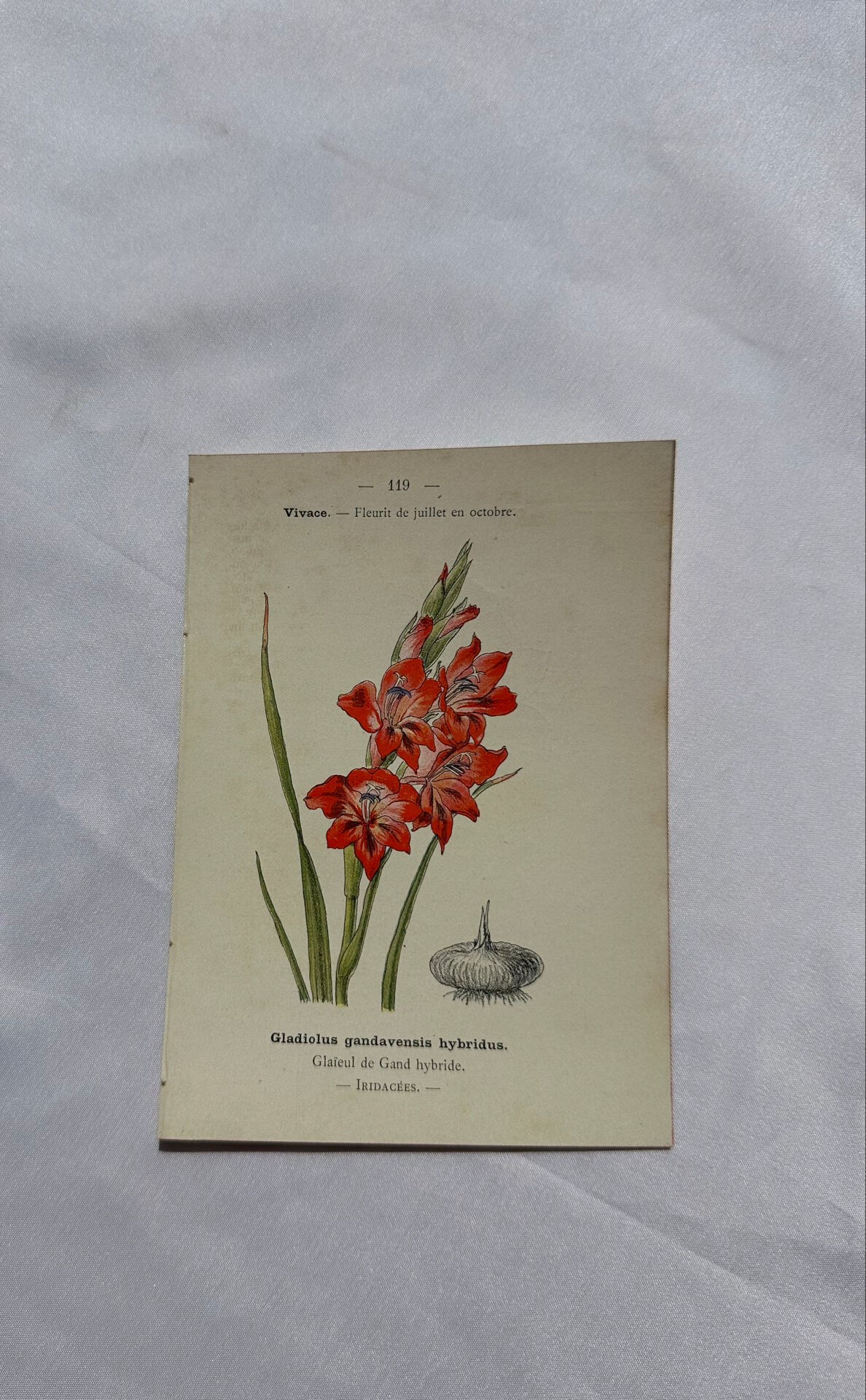🌿 Botanical Plate Old Naturalist Engraving 19th Century Double-Sided A