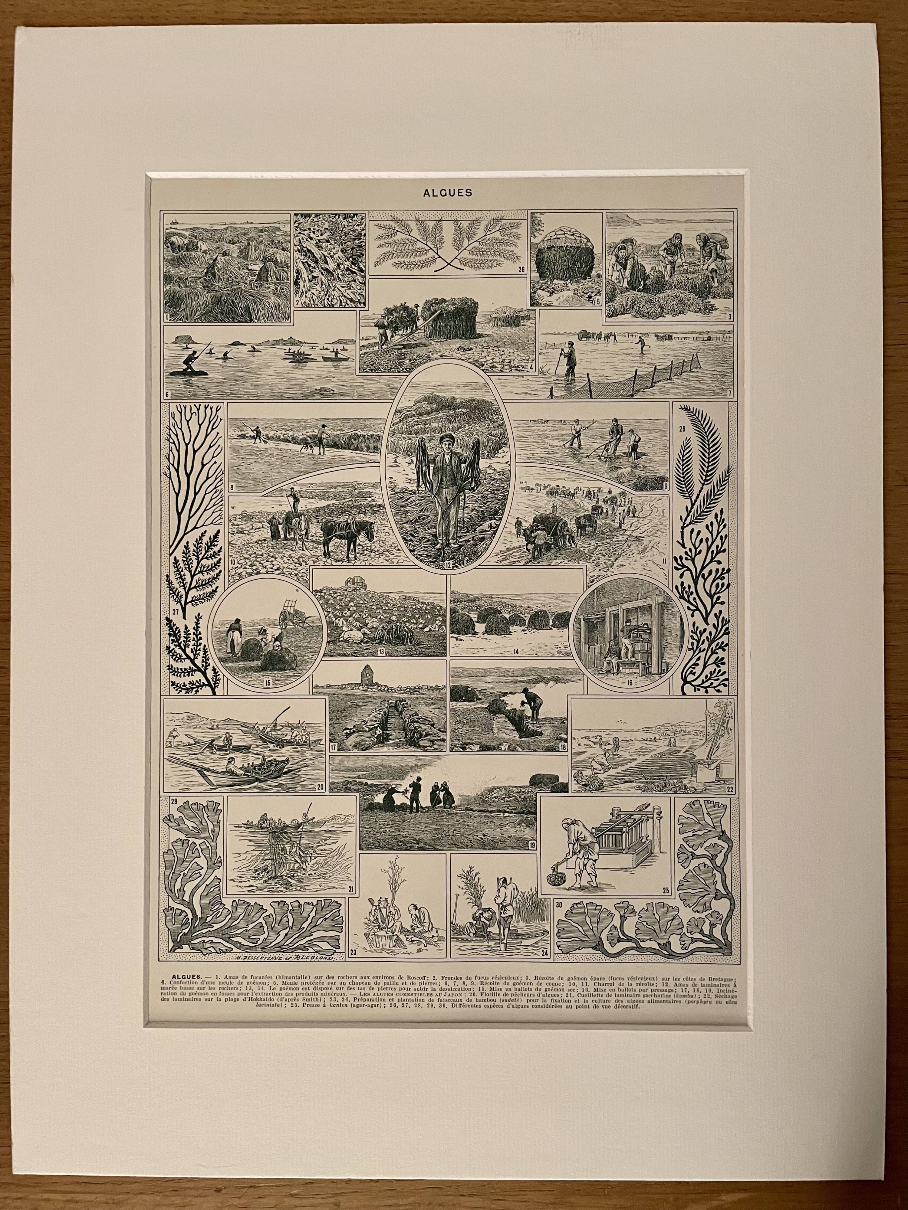 Lithographie sur les algues - 1930