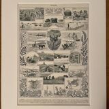 Lithograph on algae - 1930
