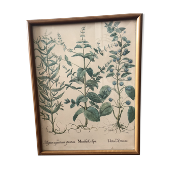 Botanical Board Mint green framed