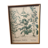 Botanical Board Mint green framed