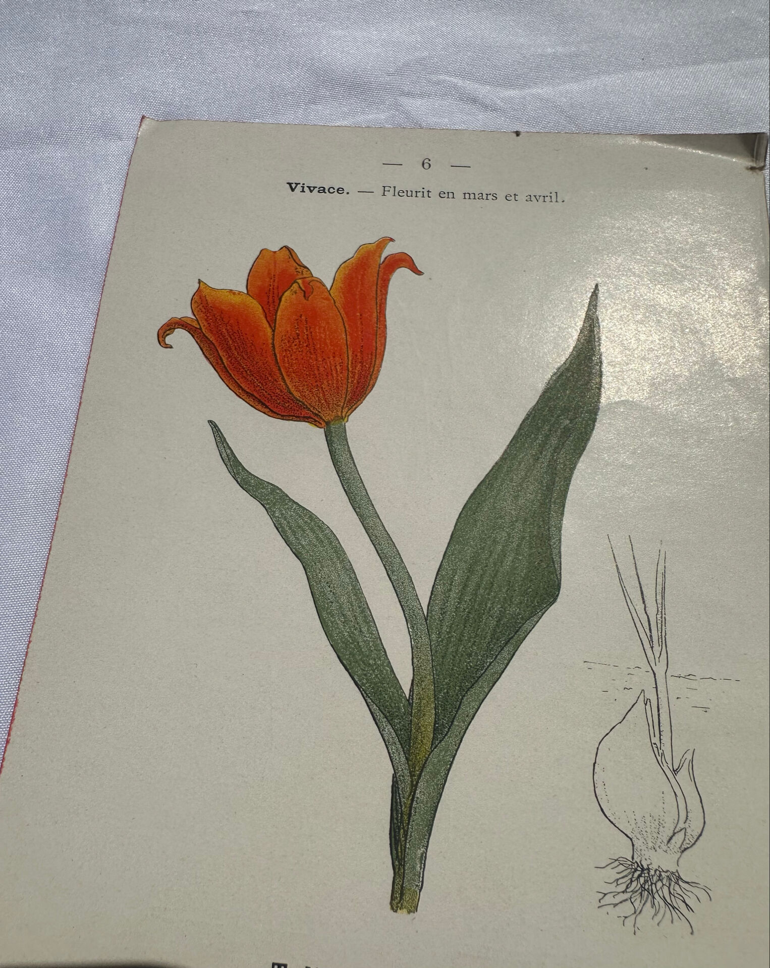 🌿 Botanical Plate Old Naturalist Engraving 19th Century Double-Sided A