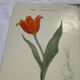🌿 Botanical Plate Old Naturalist Engraving 19th Century Double-Sided A
