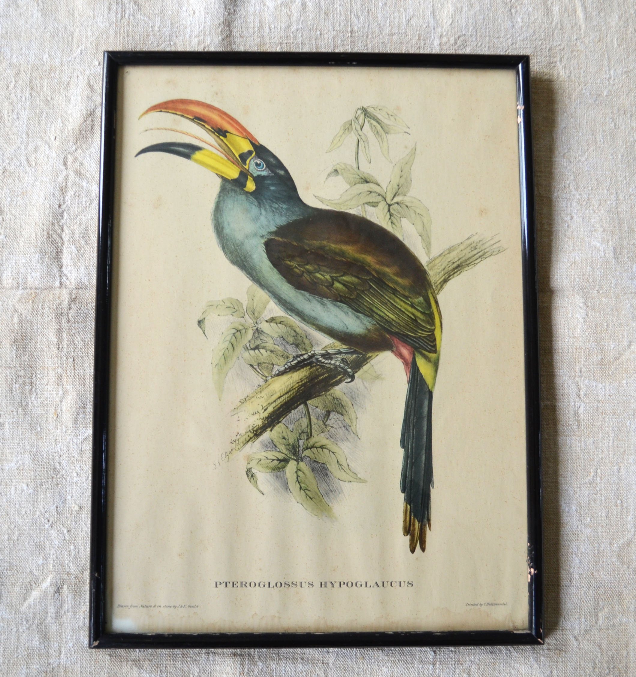 4 reproductions of naturalistic engravings exotic birds