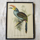 4 reproductions of naturalistic engravings exotic birds