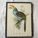 4 reproductions of naturalistic engravings exotic birds