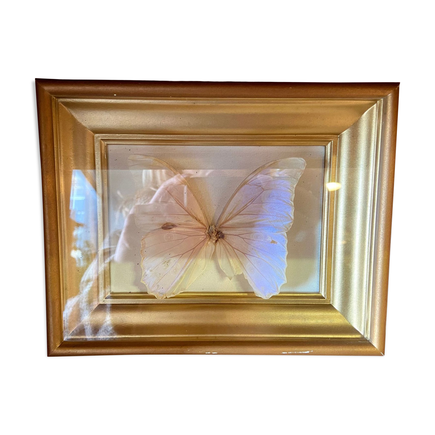 Cadre papillon naturalisé morpho menelaus