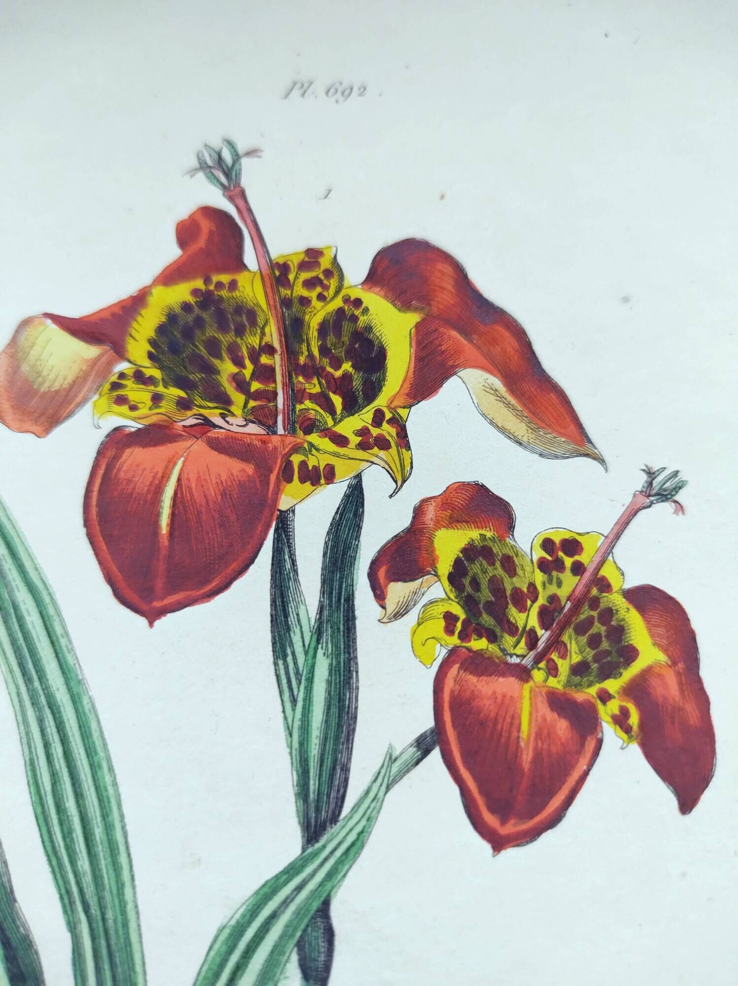 Old engraving from 1838 - Orchid and Tinamou - Zoological and botanical hand-colored plate