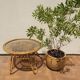 Rattan coffee table 50s