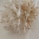 Corail ancien