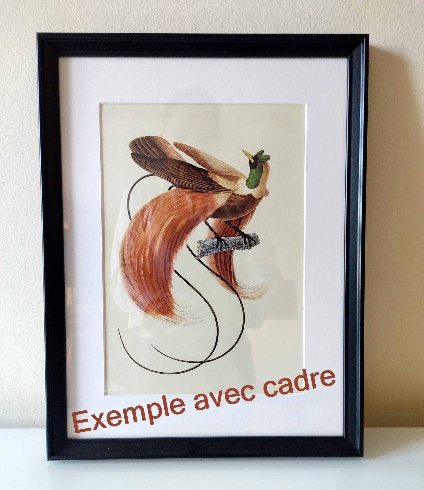 Old board - Rooster of Guyana - Vintage zoological and ornithological illustration - Bird