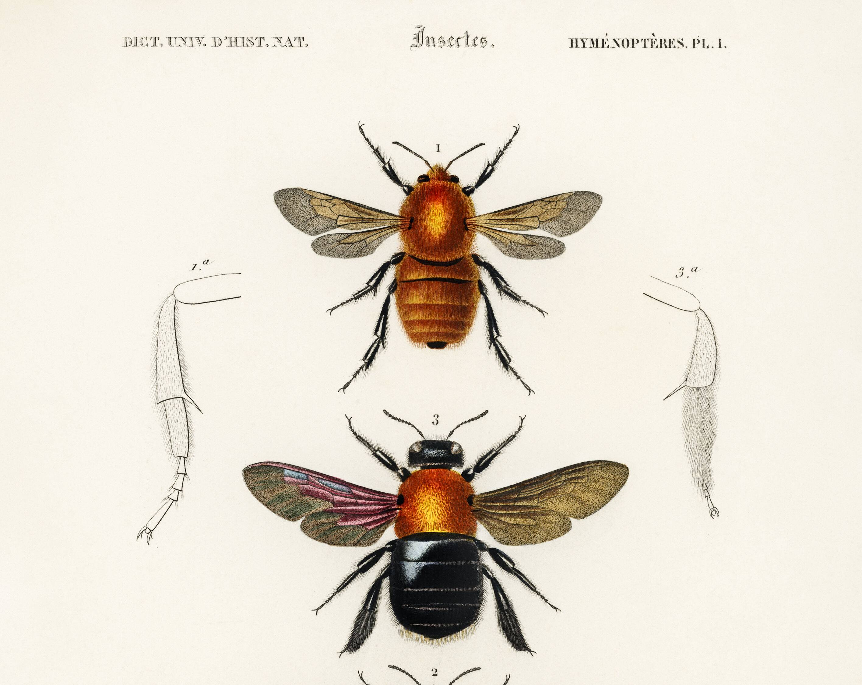 Poster about bees and bumblebees, based on an old engraving from 1849.