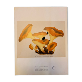 Illustration poster Pierre Joseph Redouté