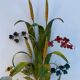 Wall decor applique
