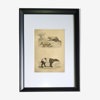 Original framed zoological plate, from 1839 " armadillo with nine stripes,....,....