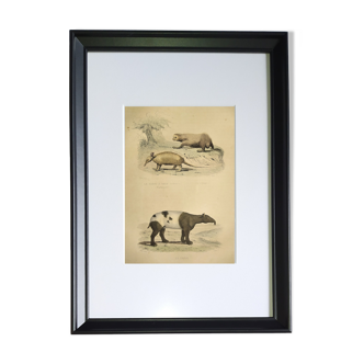 Original framed zoological plate, from 1839 " armadillo with nine stripes,....,....