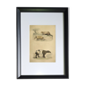 Original framed zoological plate, from 1839 " armadillo with nine stripes,....,....
