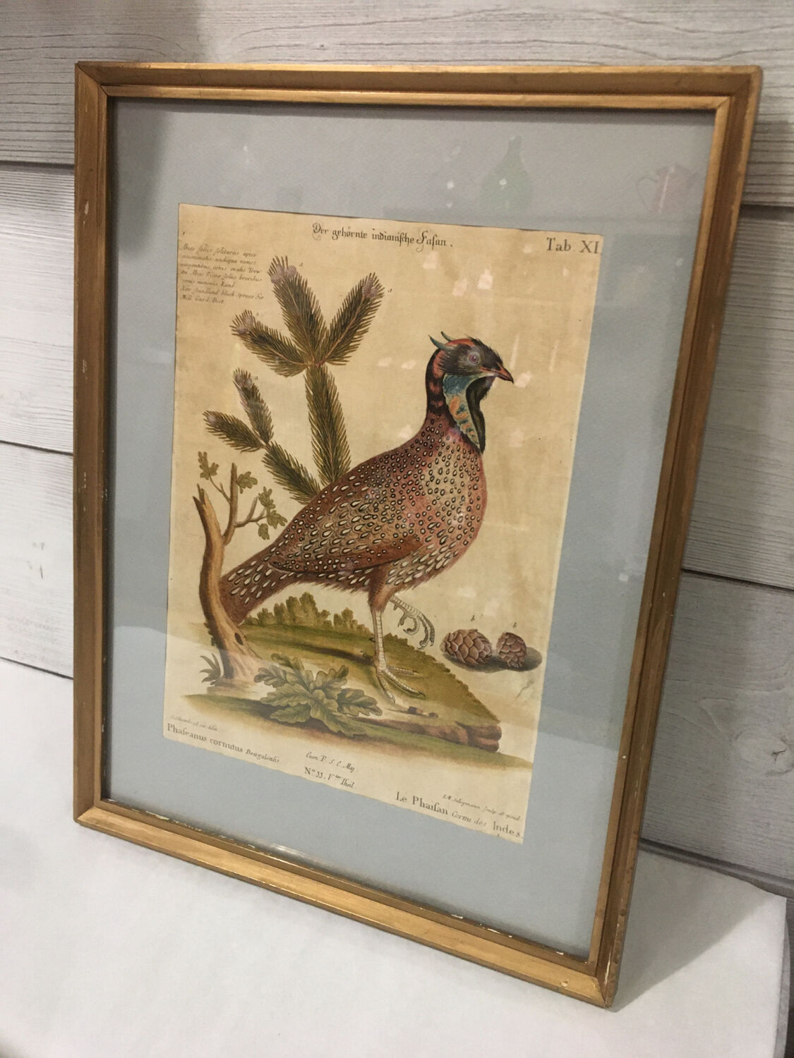 Ornithological engraving