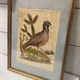 Ornithological engraving