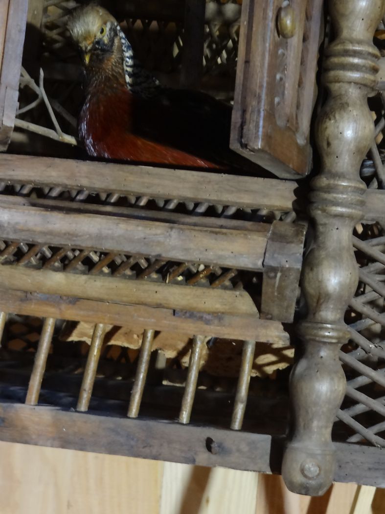 Large wooden bird cage, nineteenth century mastery work, 101 x 120 cm