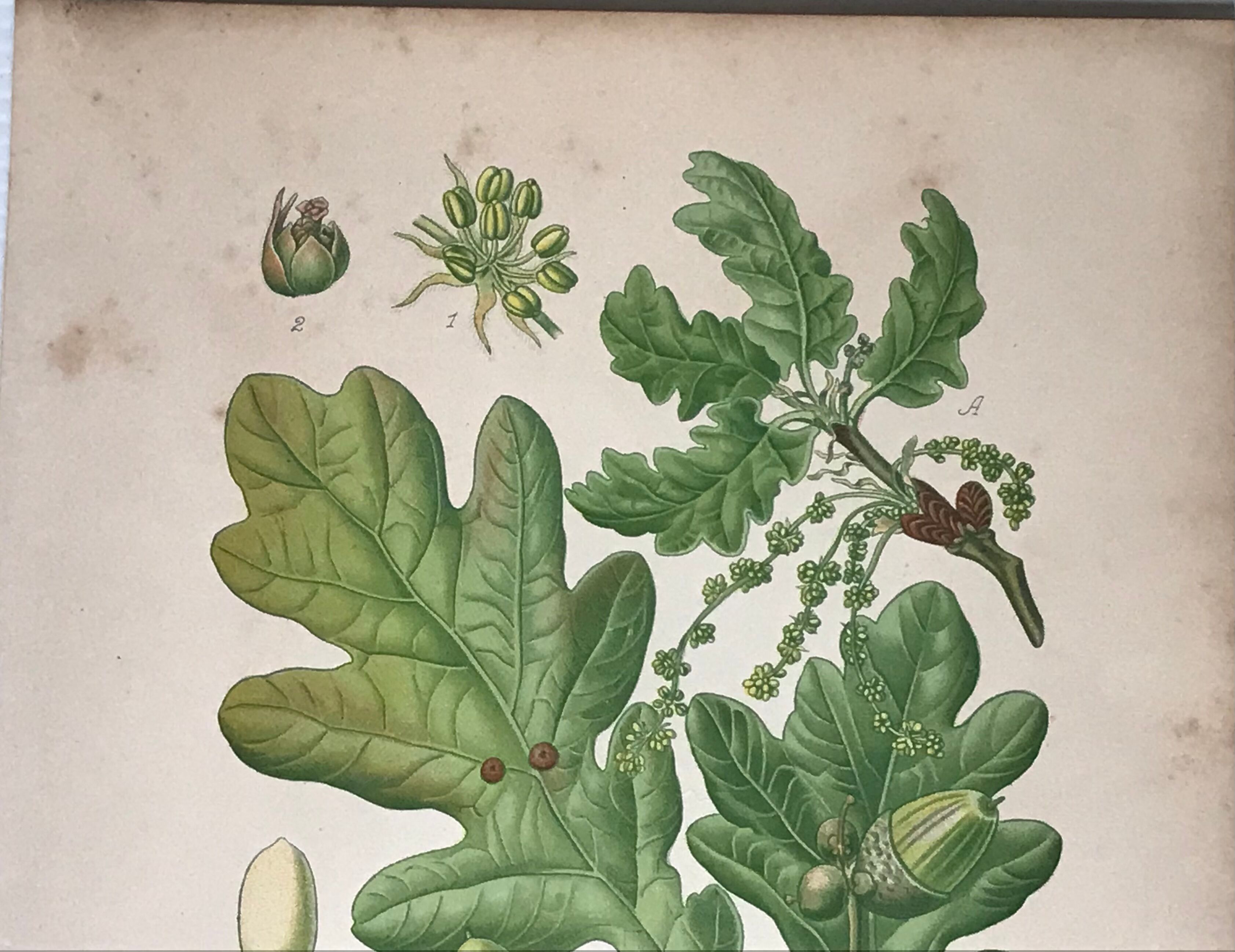 Old botanical plates XIXth