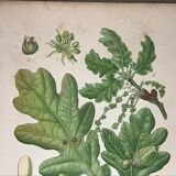 Old botanical plates XIXth