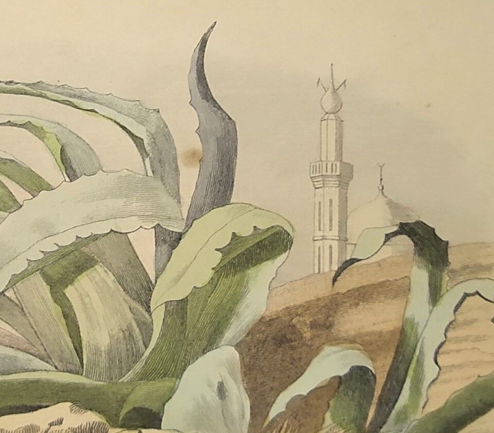 Planche zoologique originale de 1839 " cameleon & scinque "