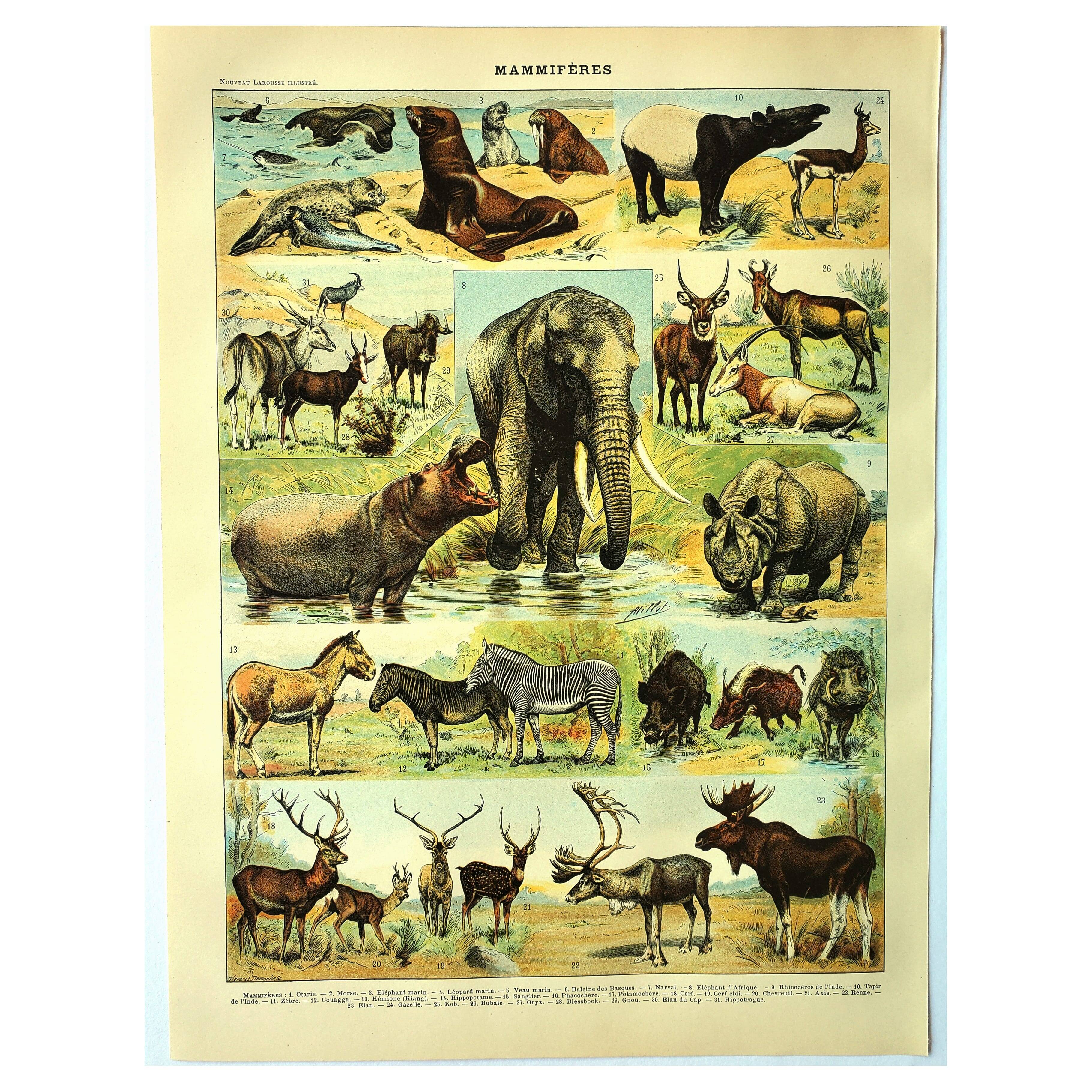 Antique engraving 1897 A. Millot - Mammals 1, animals, zoology