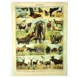 Antique engraving 1897 A. Millot - Mammals 1, animals, zoology