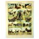 Antique engraving 1897 A. Millot - Mammals 1, animals, zoology