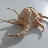 Shellfish Lambis or Strombes