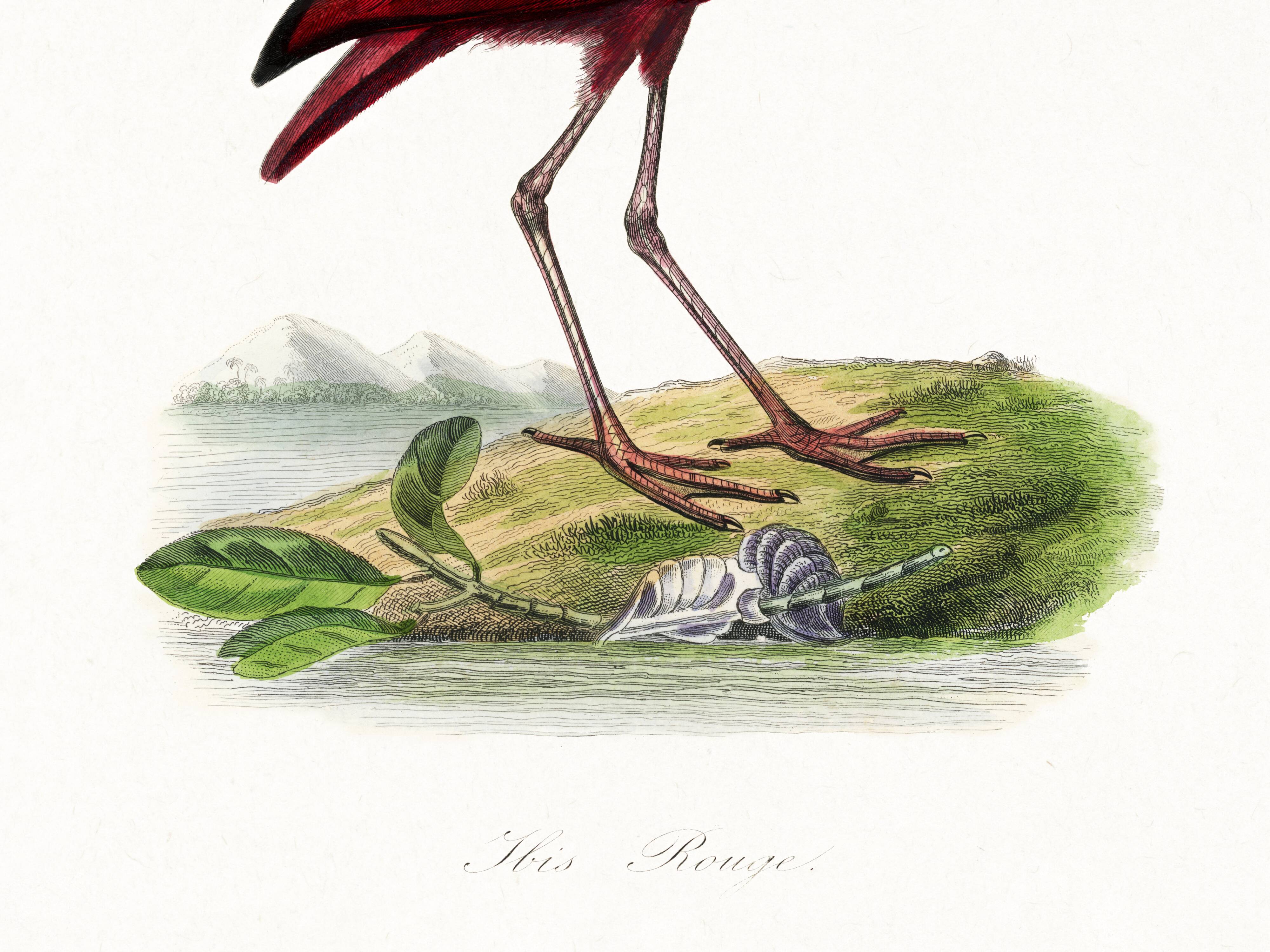 Poster about the scarlet ibis, based on an old engraving from 1842.