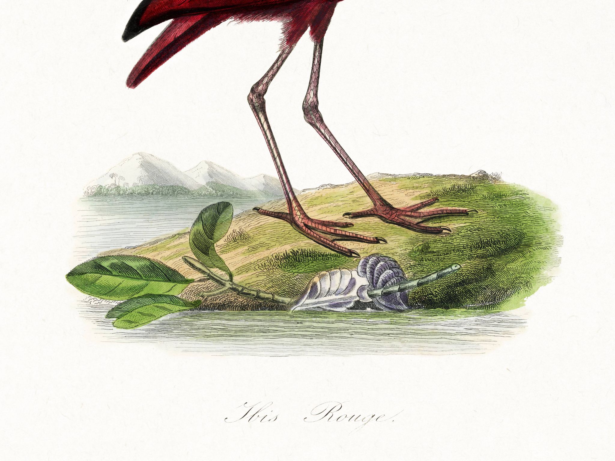 Affiche sur l'ibis écarlate, d'après une gravure ancienne de 1842.