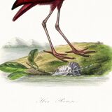 Poster about the scarlet ibis, based on an old engraving from 1842.
