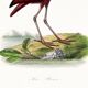 Poster about the scarlet ibis, based on an old engraving from 1842.