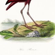 Affiche sur l'ibis écarlate, d'après une gravure ancienne de 1842.