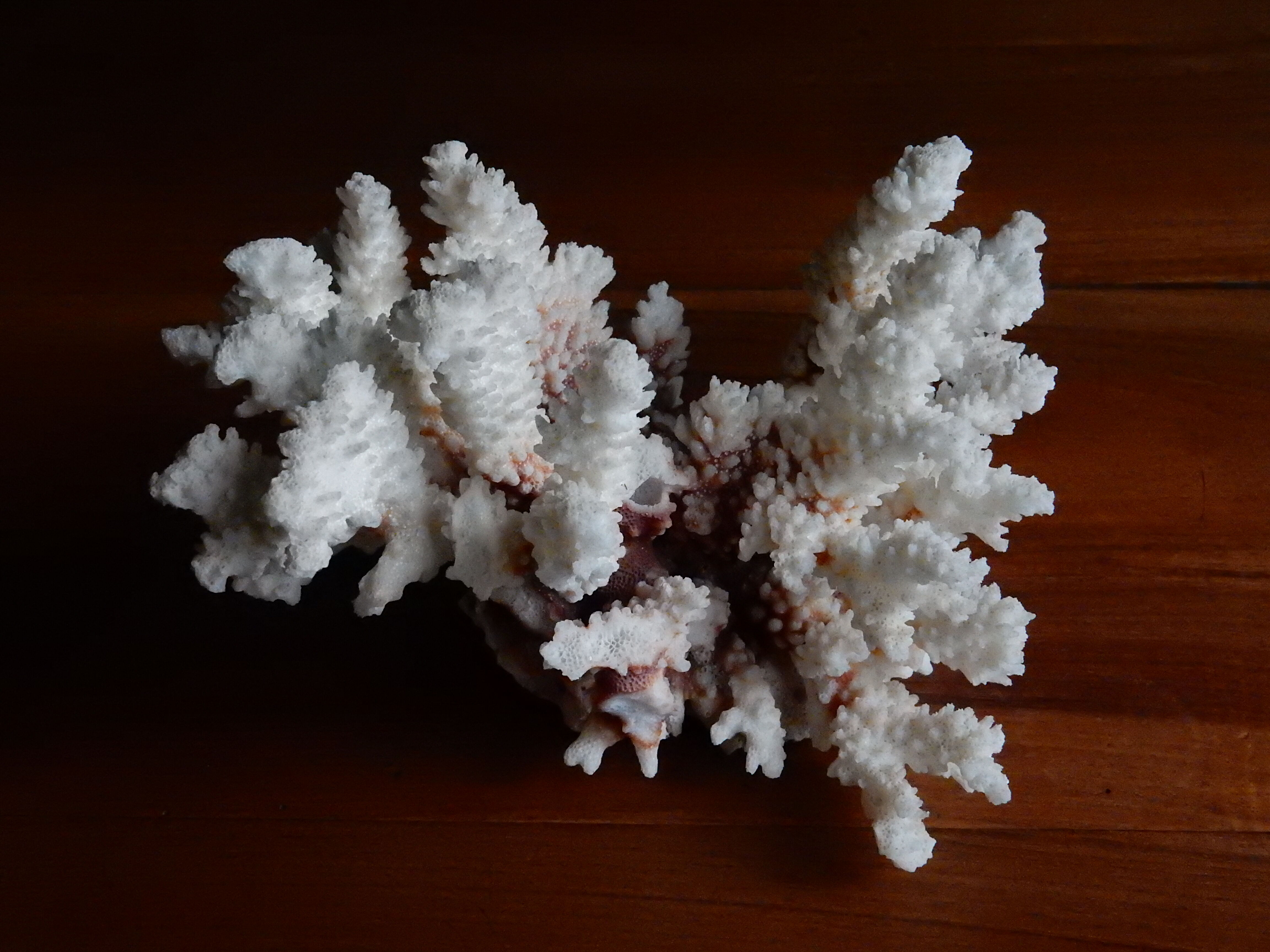 Ancient white coral from the 70s