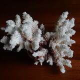 Ancient white coral from the 70s
