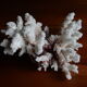 Ancient white coral from the 70s