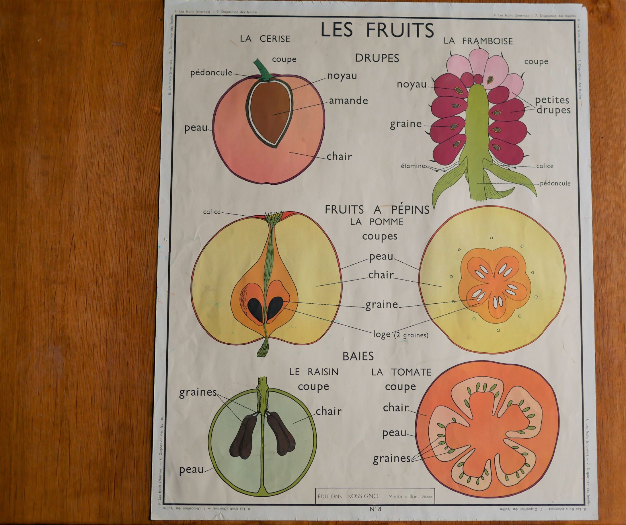 Affiche botanique d'école vintage « Disposition des Feuilles »