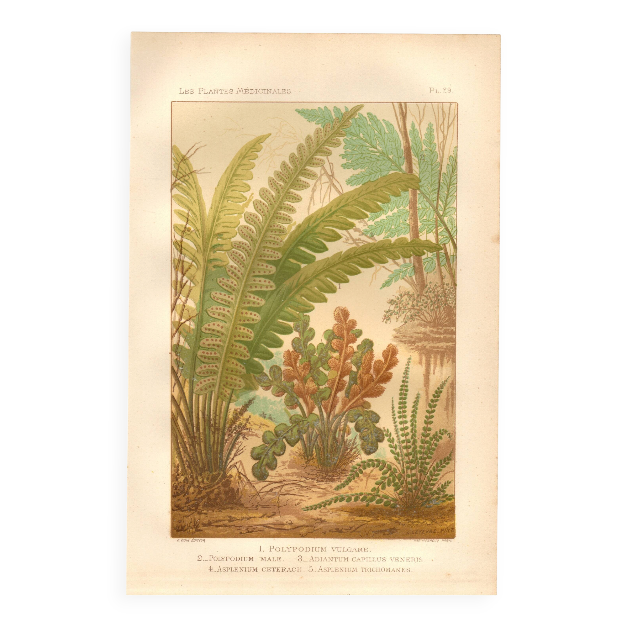 Botanical engraving from 1889 - Ferns by A. Lefevre - old plate