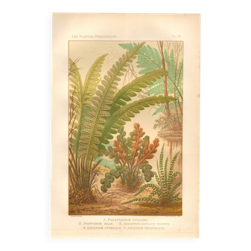 Botanical engraving from 1889 - Ferns by A. Lefevre - old plate