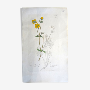 Gravure botanique Sowerby 1790-1810
