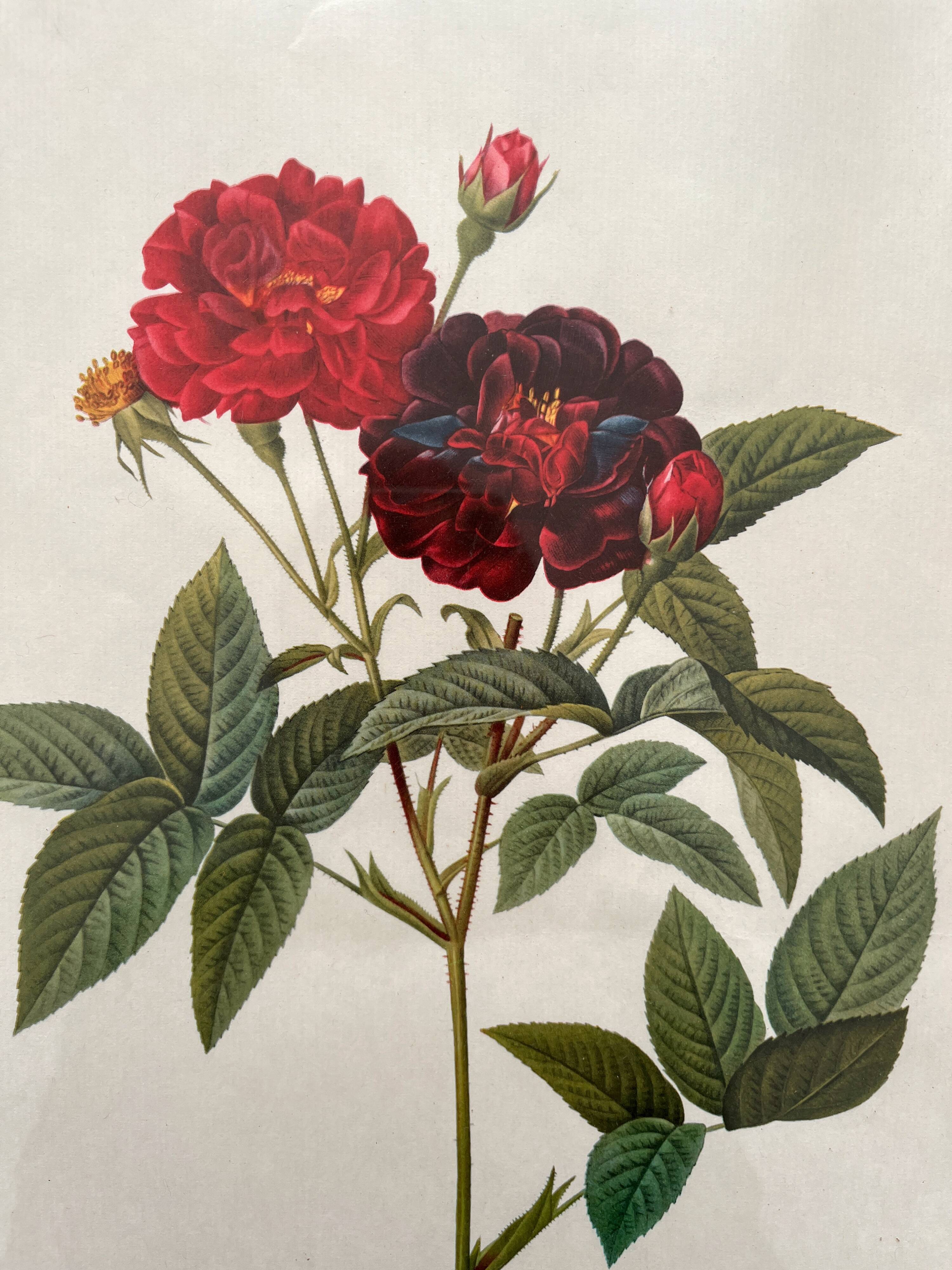 Framed lithograph of roses by Pierre Joseph Redouté, vintage botanical poster