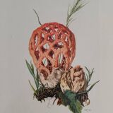 Mushroom botanical boards